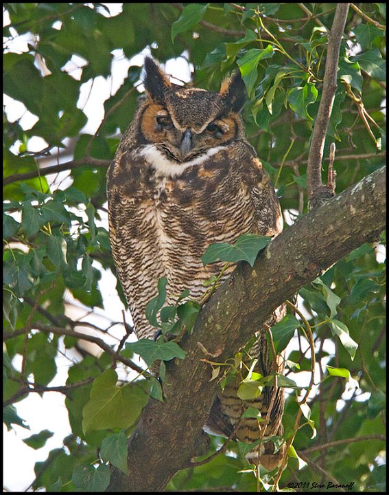 _1SB4301 great-horned owl.jpg
